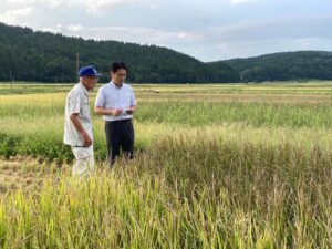 新潟県阿賀野市　猛暑による農業影響調査