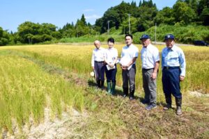 新潟県上越市　米の干害調査④